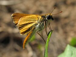 Orange Skipperling - Flickr - treegrow.jpg