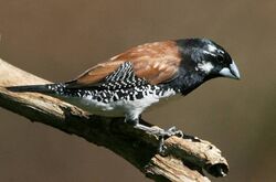 Partially leucistic Black-and-white Mannikin (Lonchura bicolor).jpg