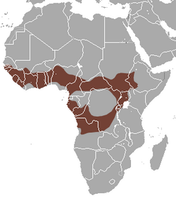 Peter's Dwarf Epauletted Fruit Bat area.png