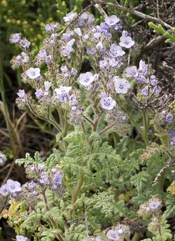 Phacelia floribunda (southern island phacelia) (5647422829).jpg