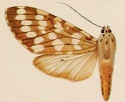 Phaegoptera fasciatus.JPG