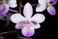 Phalaenopsis lindenii '170302' Loher, J. Orchidées 6 103 (1895) (29112488127).jpg