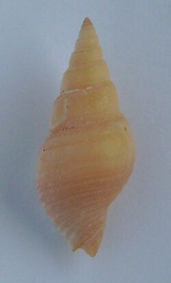 Phenatoma zealandica.JPG