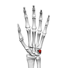 Pisiform bone (left hand) 01 palmar view.png