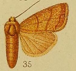 Pl.36-fig.35-Chabuata rufilinea Hampson, 1910.JPG