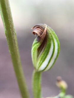 Pterostylis rubescens.jpg