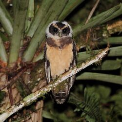 Pulsatrix koeniswaldiana - Tawny-browed Owl (young).jpg