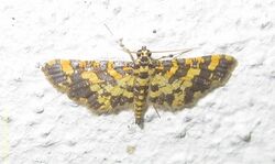 Pyralidae-Eurrhyparodes tricoloralis-03-15mm.wingspan.jpg
