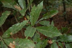 Quercus Cortesii.jpg