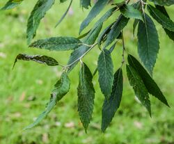 Quercus oblongata in Hackfalls Arboretum (5).jpg