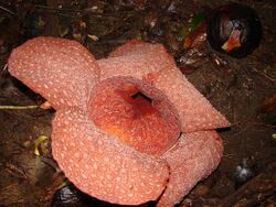 Rafflesia micropylora4.jpg