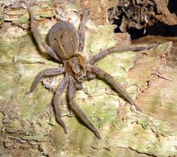 Rangatira spider.jpg