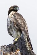 Red-tailed hawk, Swan Lake, Victoria, BC (9346135799).jpg