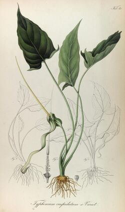 Rumphia, sive, Commentationes botanicæ¦ imprimis de plantis Indiæ¦ Orientalis (8329496275).jpg