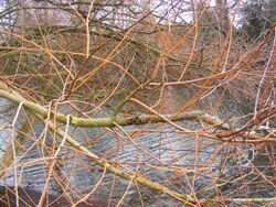 Salix Sepulcralis Group 'Sepulcralis'1.JPG