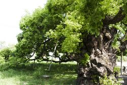 Salix koreensis 2.jpg