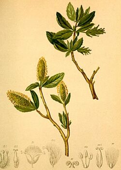 Salix waldsteiniana Atlas Alpenflora.jpg