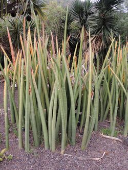 Sansevieria stuckyi kz1.JPG