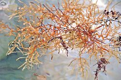 Sargassum natans (brown algae) (San Salvador Island, Bahamas) 2 (16055332975).jpg