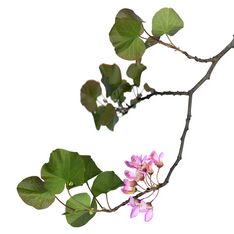 A scanograph of Cercis siliquastrum, or Judas tree, blooming branch with flower cross sections.