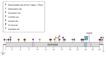 Schematic illustration of CXorf38 Post-Translational Modifications and domains.