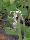 Sclerotinia sclerotiorum at Phaseolus vulgaris, sclerotiënrot stamsperzieboon.jpg