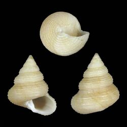Seashell Calliostoma escondidum.jpg