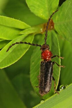 Soldier Beetle - Ditemnus bidentatus, Jones Preserve, Washington, Virginia.jpg