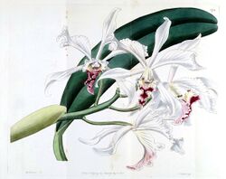 Sophronitis crispa (as Cattleya crispa) - Bot. Reg. 14 pl. 1172 (1828).jpg