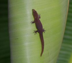 Sphaerodactylus argivus 72874638.jpg