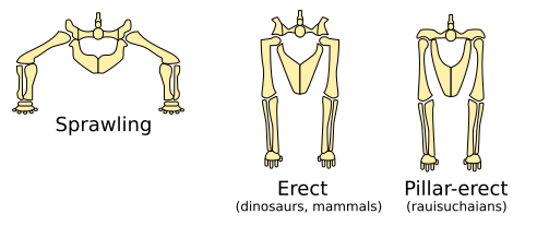 File:Sprawling and erect hip joints - horizontal.svg
