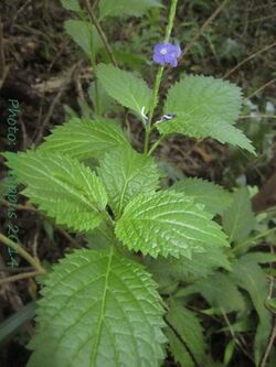 Stachytarpheta urticifolia (Verbenaceae).jpg