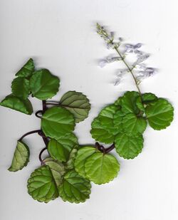 Starr 011026-9002 Plectranthus verticillatus.jpg