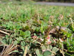 Starr 070215-4553 Indigofera hendecaphylla.jpg