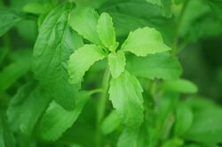 Stevia plant.jpg
