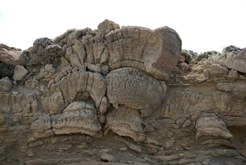 File:Stromatolites - asessions.jpg