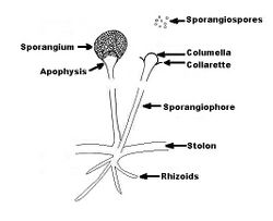 Structure of Rhizopus spp.-english.JPG