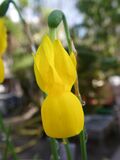 Flower of Narcissus lusitanicus
