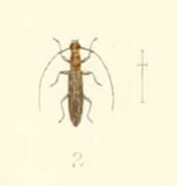 Syllitus adonarensis 1894.jpg