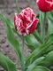Tulipa 'Canasta' 2016-05-02 01.jpg