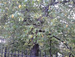 Ulmus glabra (small leaves). Castle Terrace, Edinburgh (2).jpg