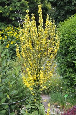 Verbascum olympicum Dziewanna olimpijska 2017-08-06 01.jpg