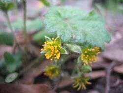 Waldsteinia lobata flower.jpg