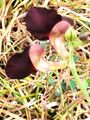 賽芻豆（紫花大翼豆） Macroptilium atropurpureum 20210303164005 10.jpg