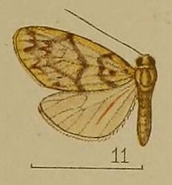 11-Asura toxodes Hampson, 1907.JPG