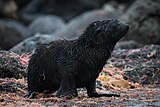 2021-02 Amsterdam Island - Subantarctic fur seal 53.jpg