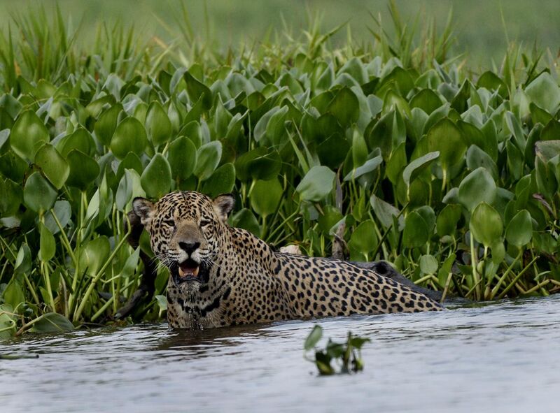 File:4987 Pantanal jaguar JF.jpg