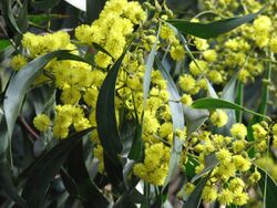 Closeup of pendulous green phyllodes (leaves) and yellow globular flower heads