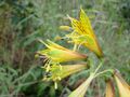 Alstroemeria stenopetala.jpg