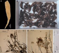 Amphilectus utriculus (10.5852-ejt.2012.18) Figure 2.jpg